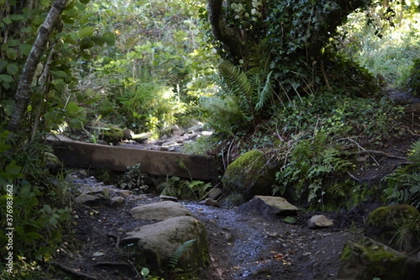 Obraz Killynether Forest Walk & Views - Northern Ireland