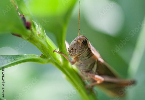 Obraz Closeup photo of beige grasshopper sitting on a peony stem