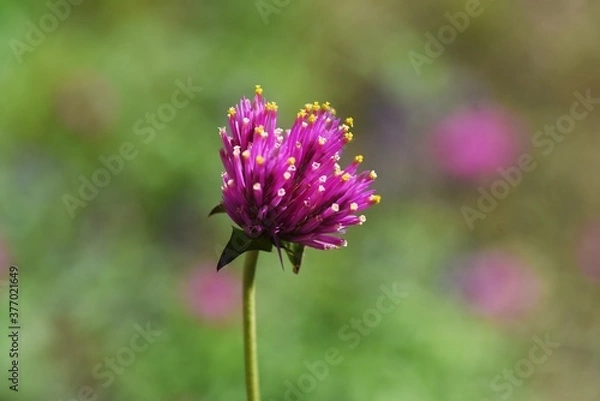 Fototapeta Globe amaranth flowers / Amaranthaceae annual plant