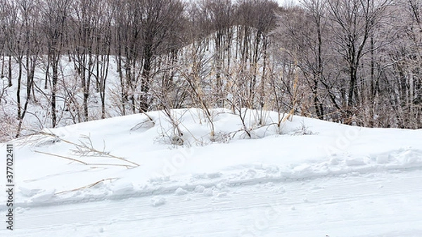 Fototapeta Dry forest on the snow