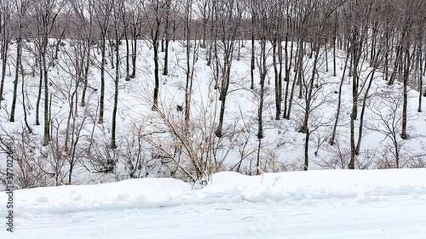 Fototapeta Dry forest on the snow