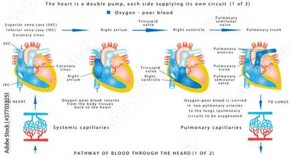 Fototapeta Blood flow (1 of 2). The human heart work. Human circulatory system on white background. Pathway of blood through the heart. The heart is a double pump, each side supplying its own circuit (1 of 2)