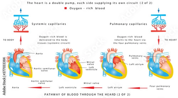 Fototapeta Blood flow (2 of 2). The human heart work. Human circulatory system on white background. Pathway of blood through the heart. The heart is a double pump, each side supplying its own circuit (2 of 2)