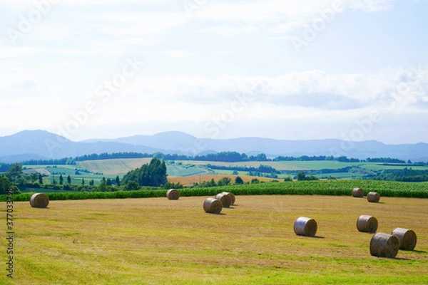 Obraz 牧草ロールと北海道の大地