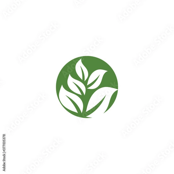 Obraz Green garden green leaf Logo Template