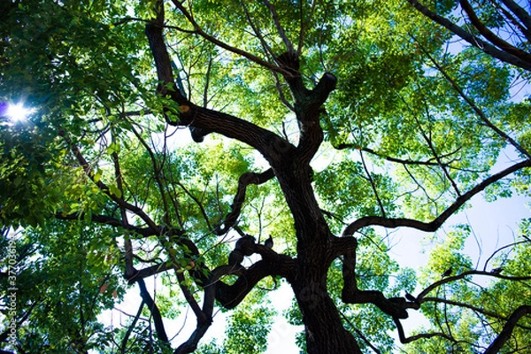 Obraz 畝るような大木の存在感