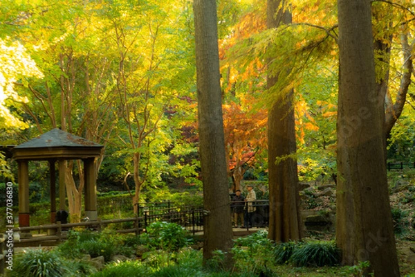 Obraz 広い公園での紅葉した自然美