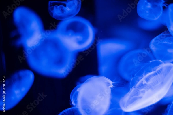 Obraz 青くひかるクラゲのコントラスト