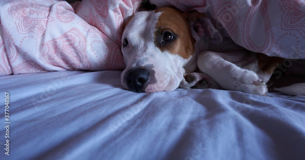 Obraz american stanford