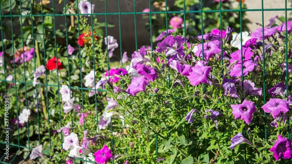 Fototapeta a colorfull flowers in the garden in the sun