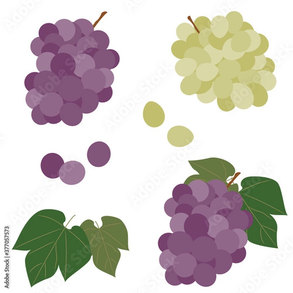 Obraz ブドウの実と葉のセット