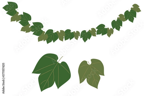 Obraz ブドウの葉