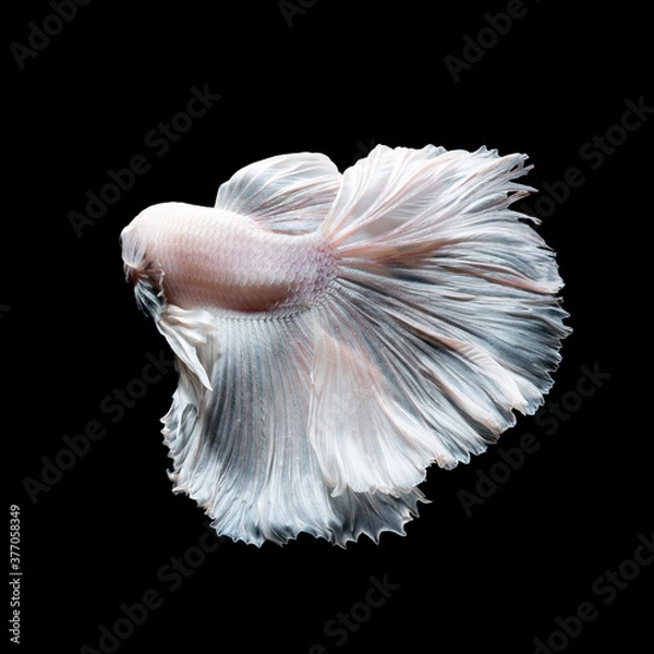 Fototapeta Betta fish,Siamese fighting fish in movement isolated on black background