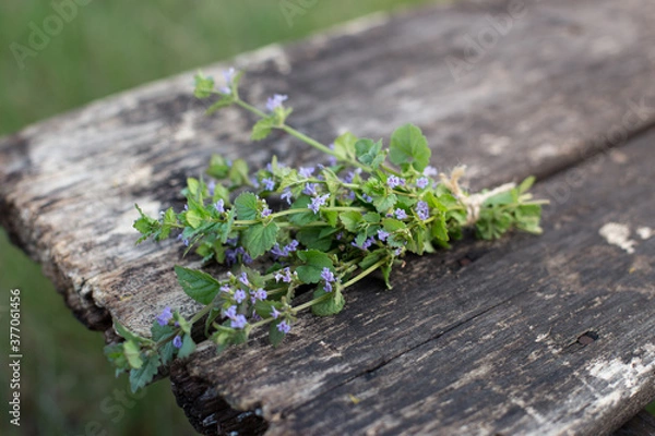 Fototapeta Fresh bunch of cut grass Glechoma hederacea on a wooden background, low depth of field.