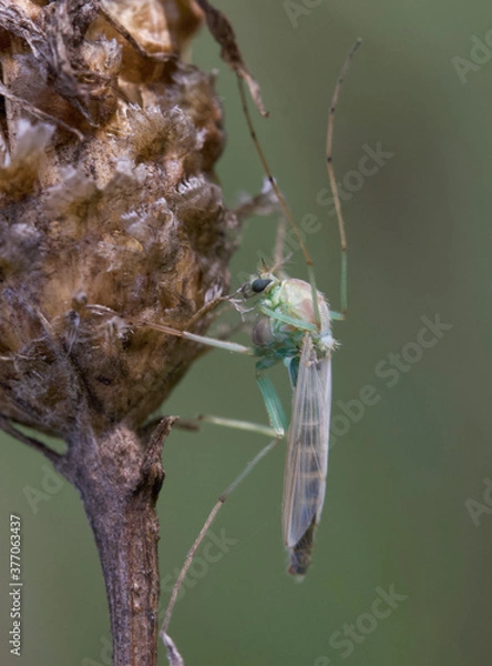 Obraz small cute insects close up