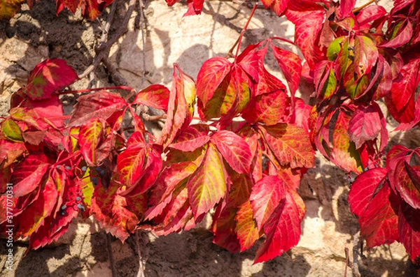 Fototapeta Green, yellow, red, orange ivy leaves against white wall. Close-up. Selective focus. Copy space. Autumn natural background. Fall backdrop. Botanical bright colorful background.