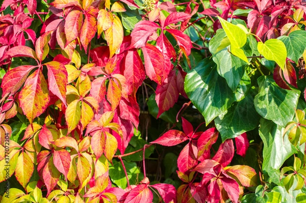 Fototapeta Green, yellow, red, orange ivy leaves against white wall. Close-up. Selective focus. Copy space. Autumn natural background. Fall backdrop. Botanical bright colorful background.