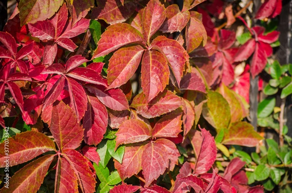 Fototapeta Green, yellow, red, orange ivy leaves against white wall. Close-up. Selective focus. Copy space. Autumn natural background. Fall backdrop. Botanical bright colorful background.
