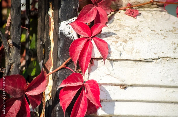 Fototapeta Green, yellow, red, orange ivy leaves against white wall. Close-up. Selective focus. Copy space. Autumn natural background. Fall backdrop. Botanical bright colorful background.