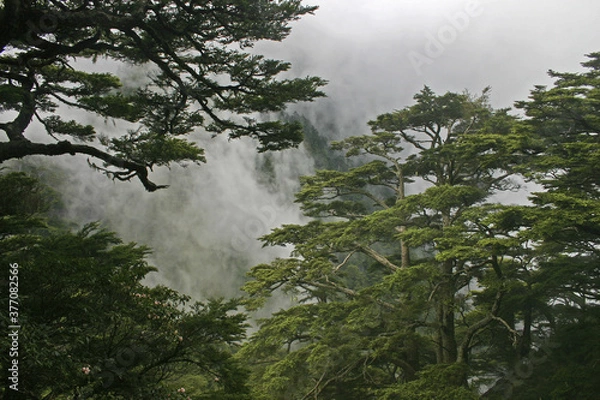 Obraz Taiwan Hemlock Forest Taiwan