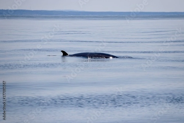 Obraz Rorqual commun - Tadoussac