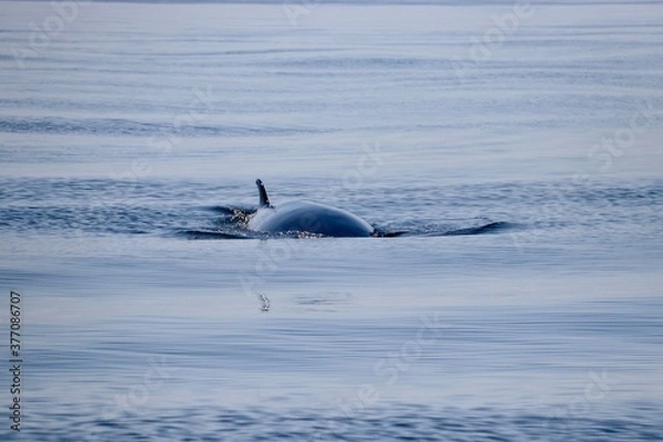 Obraz Rorqual commun - Tadoussac