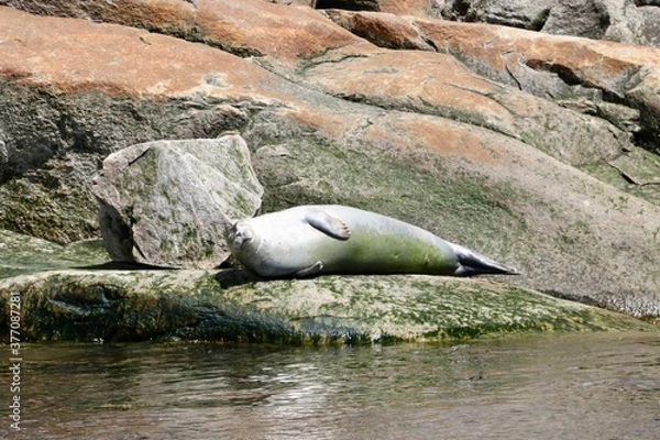 Obraz Phoque gris - Tadoussac