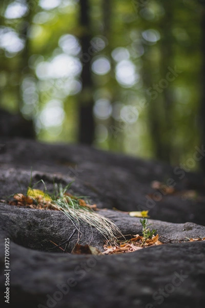 Obraz lights in forest