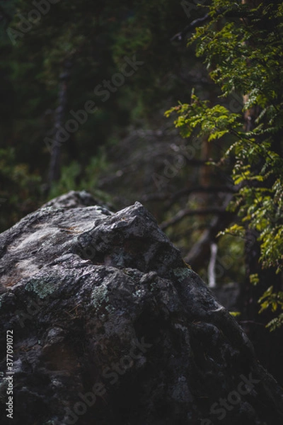 Obraz September in forest