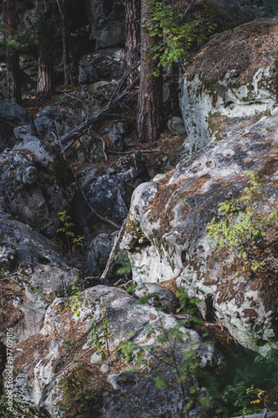 Obraz September in forest