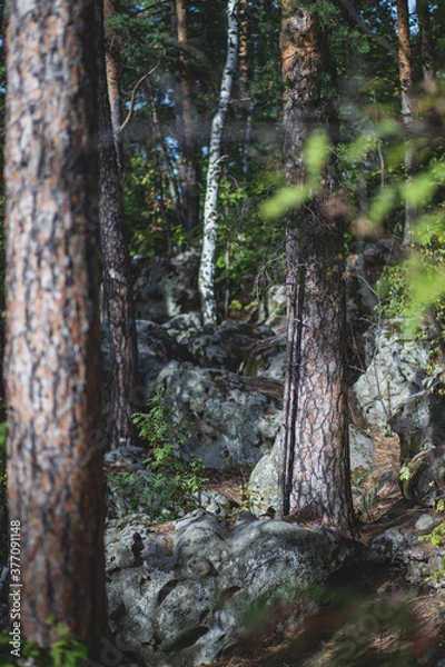 Obraz September in forest