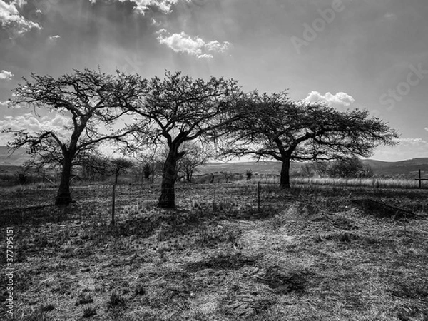 Obraz 3 Trees with mood