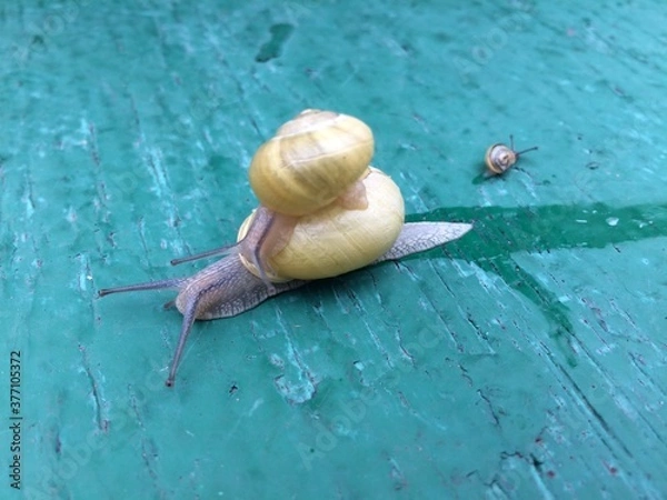 Fototapeta Closeup af a   Snail carrying a tiny snail on her back