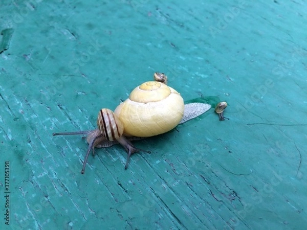 Fototapeta Closeup af a   Snail carrying a tiny snail on her back