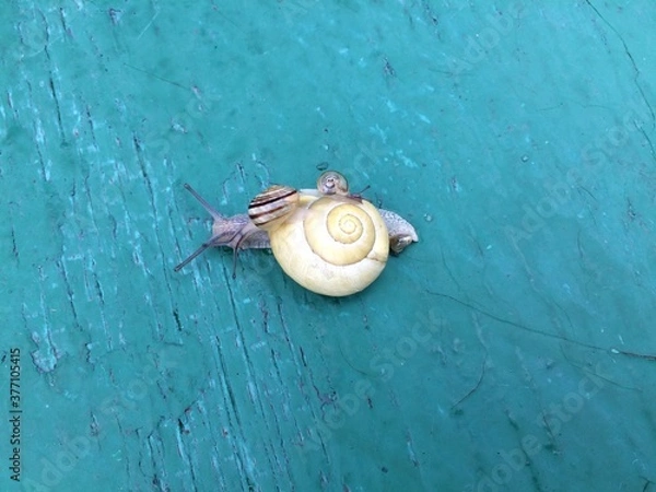 Fototapeta Closeup af a   Snail carrying a tiny snail on her back