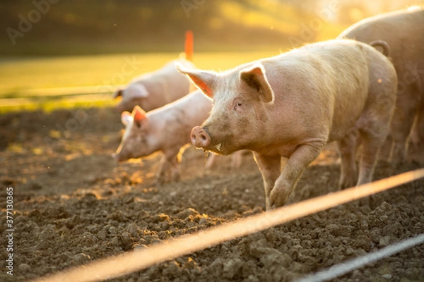 Fototapeta Pigs eating on a meadow in an organic meat farm - wide angle lens shot