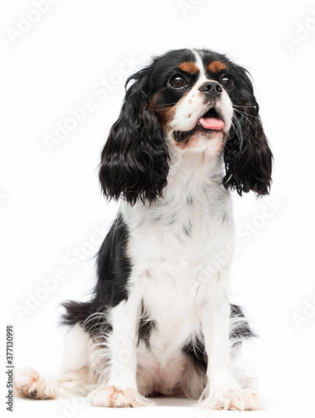 Obraz Cavalier king charles spaniel dog looking