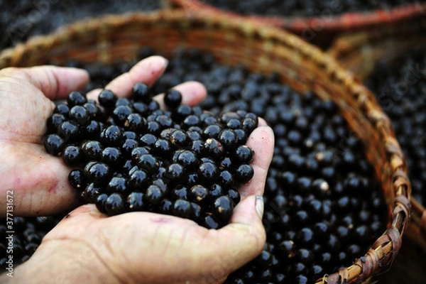 Obraz Mercado do Açaí .