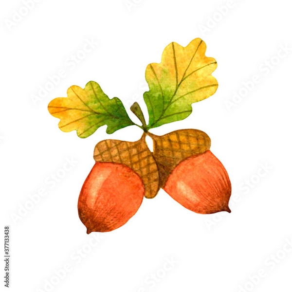 Obraz Oak acorns and leaves .Autumn hand drawn illustration.Watercolor stock image,isolated on white background.For seasonal cards,patterns,stickers,print on clothe,gifts,design of cosmetics and medicines.