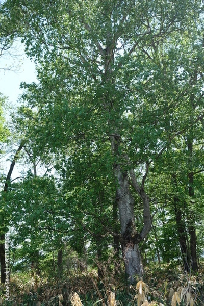 Fototapeta 北海道の夏の防風林の木