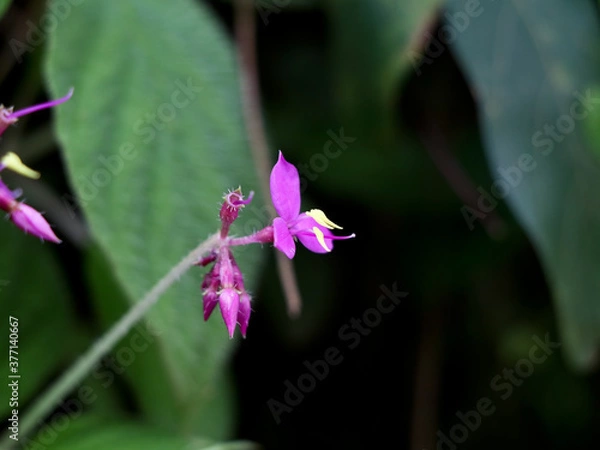 Fototapeta Light pink color flower of a wild plant, selective focus
