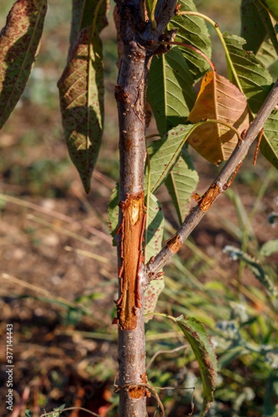 Obraz Two Years Old Sweet Cherry Tree Damaged by Wild Rabbit