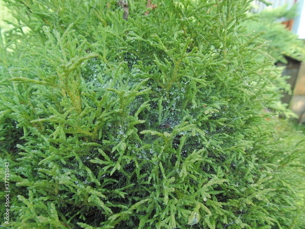 Obraz green moss on the ground
