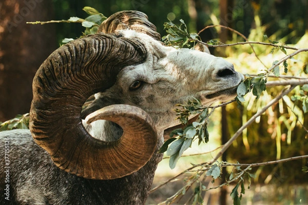 Obraz Argali eating leaves from a branch