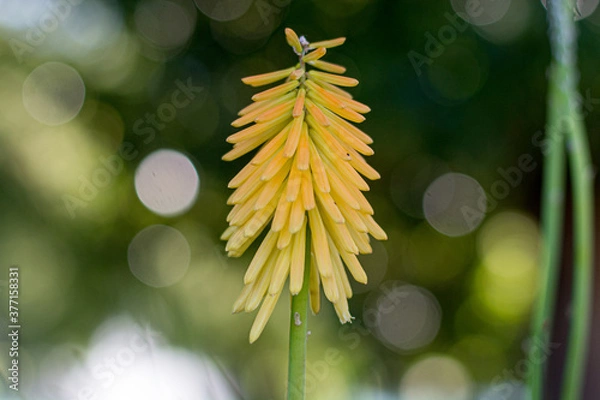 Fototapeta Kniphofia