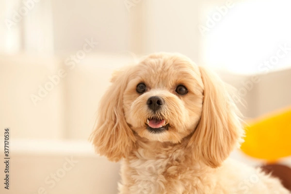 Fototapeta マルプー