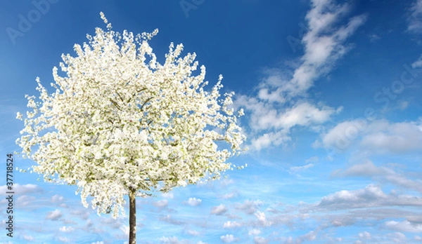 Obraz Arbre en fleurs au Printemps