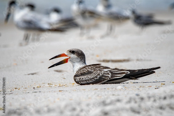 Obraz young black skimmer