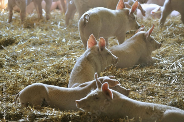 Obraz Porkers in the pigsty