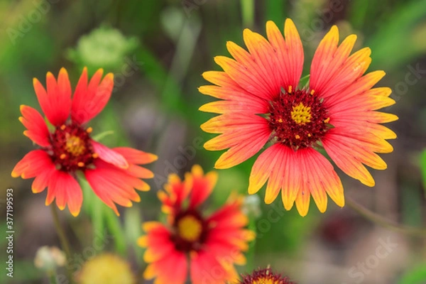 Obraz Indian Blanket (Gaillardia pulchella) in the Wichita Mountains Wildlife Refuge of SW Oklahoma